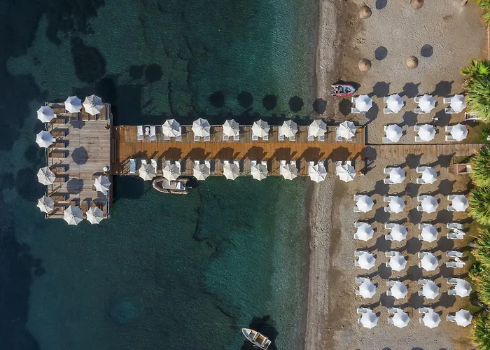 Cettia (adults Only)